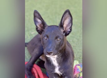 Chico