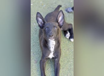 Chico