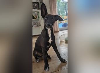 Chico