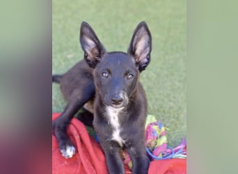 Chico