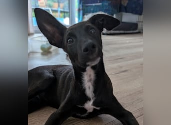 Chico