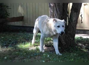 Dagobert, Schäferhundmix, geb. ca. 2014, lieber Senior, schon etwas tüddelig, su. ruhiges Zuhause