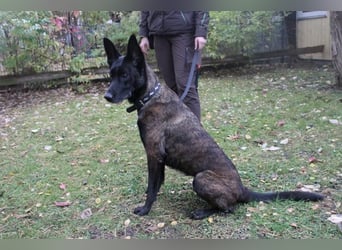 Makeba, Holl. Schäferhund, geb. 2019, gut erzogen, sportl. gern als Frauenhund
