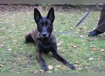 Makeba, Holl. Schäferhund, geb. 2019, gut erzogen, sportl. gern als Frauenhund