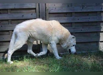 Dagobert, Schäferhundmix, geb. ca. 2014, lieber Senior, schon etwas tüddelig, su. ruhiges Zuhause