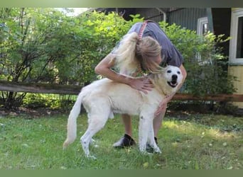 Dagobert, Schäferhundmix, geb. ca. 2014, lieber Senior, schon etwas tüddelig, su. ruhiges Zuhause