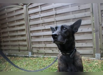 Makeba, Holl. Schäferhund, geb. 2019, gut erzogen, sportl. gern als Frauenhund