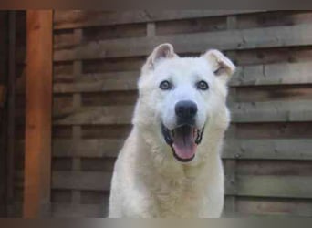 Dagobert, Schäferhundmix, geb. ca. 2014, lieber Senior, schon etwas tüddelig, su. ruhiges Zuhause