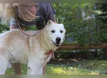 Dagobert, Schäferhundmix, geb. ca. 2014, lieber Senior, schon etwas tüddelig, su. ruhiges Zuhause