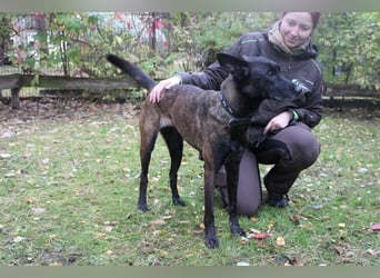 Makeba, Holl. Schäferhund, geb. 2019, gut erzogen, sportl. gern als Frauenhund