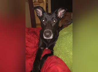 Elly sucht liebe Menschen