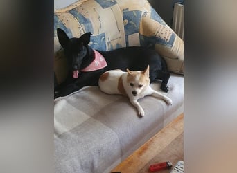 Elly sucht liebe Menschen