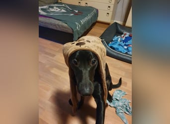 Elly sucht liebe Menschen