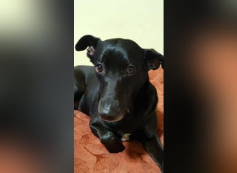 Elly sucht liebe Menschen