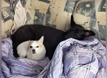 Elly sucht liebe Menschen