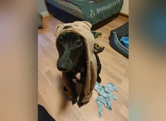 Elly sucht liebe Menschen