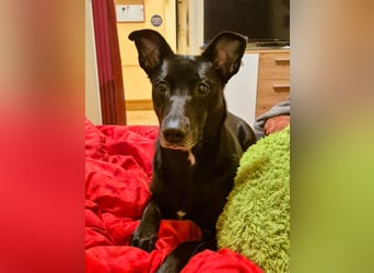 Elly sucht liebe Menschen