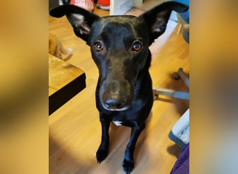 Elly sucht liebe Menschen