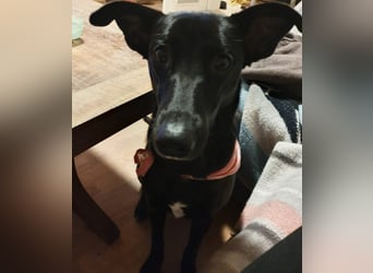 Elly sucht liebe Menschen