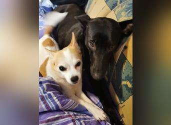 Elly sucht liebe Menschen