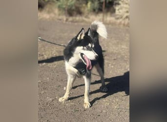 Monty, freundliches Energiebündel