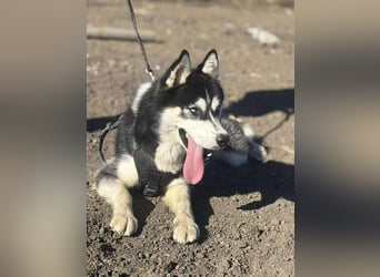 Monty, freundliches Energiebündel