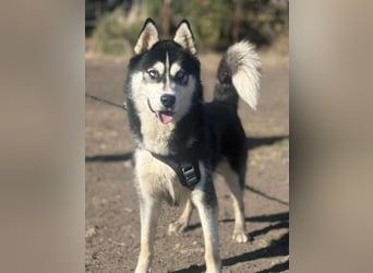 Monty, freundliches Energiebündel