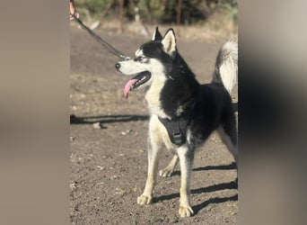 Monty, freundliches Energiebündel