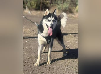 Monty, freundliches Energiebündel