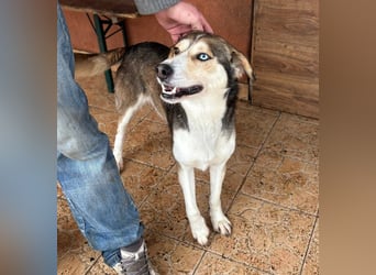 HERKULES – aktiver Entdecker sucht sein passendes Zuhause
