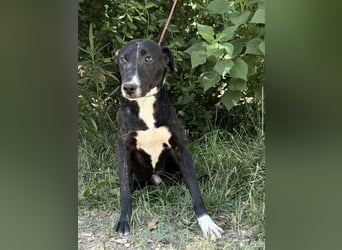 Lennon-KK – Ein tapferer Junghund sucht geduldige Menschen mit Herz