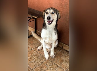 HERKULES – aktiver Entdecker sucht sein passendes Zuhause