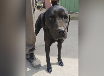 Xaphira – sanfte Hundedame sucht liebevolles Zuhause 