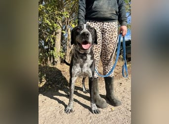 Pixel-KK – aktiver Menschenfreund sucht liebevolles Zuhause 