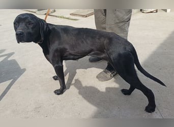 Xaphira – sanfte Hundedame sucht liebevolles Zuhause 