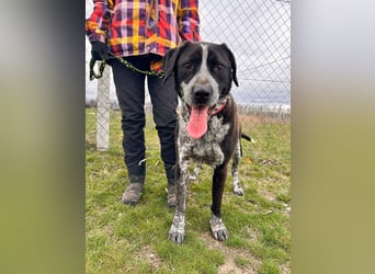 Pixel-KK – aktiver Menschenfreund sucht liebevolles Zuhause 