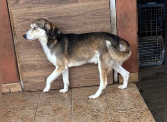 HERKULES – aktiver Entdecker sucht sein passendes Zuhause