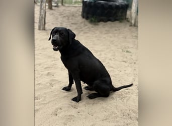Xaphira – sanfte Hundedame sucht liebevolles Zuhause 