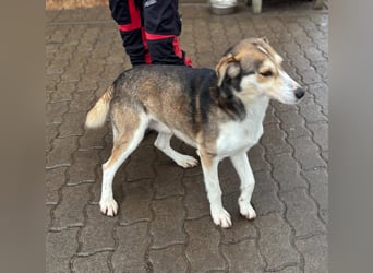 HERKULES – aktiver Entdecker sucht sein passendes Zuhause