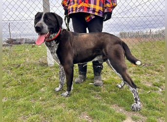 Pixel-KK – aktiver Menschenfreund sucht liebevolles Zuhause 