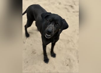 Xaphira – sanfte Hundedame sucht liebevolles Zuhause 