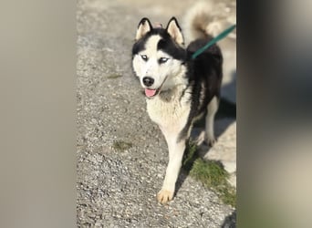 Husky-Mix „Samba“ - nordische Schönheit mit blauen Augen