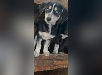 Hübsches Hundekind mit blauen Augen - das ist Lora