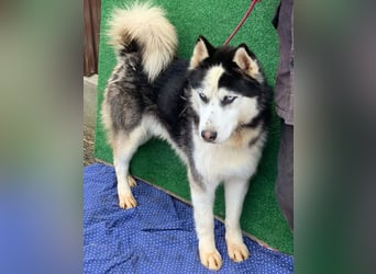 Husky-Mix „Samba“ - nordische Schönheit mit blauen Augen