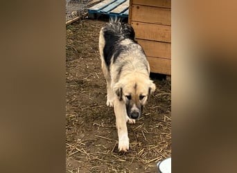 Linda – Zuhause gesucht für ein besonders liebes Mädchen