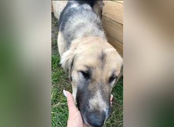 Linda – Zuhause gesucht für ein besonders liebes Mädchen