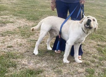 Labbi Mix „TOM“ voller Lebensfreude und Freundlichkeit
