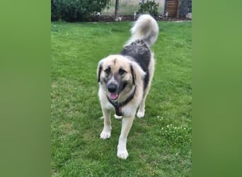 Für-immer-Zuhause ❤️gesucht für LINDA - wartet in PLZ 90596