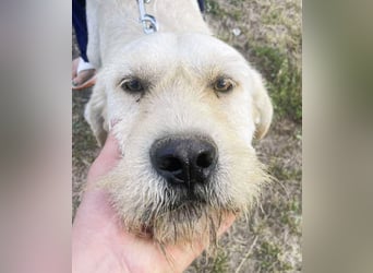 Labbi Mix „TOM“ voller Lebensfreude und Freundlichkeit