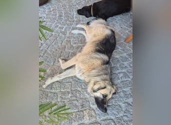 Für-immer-Zuhause ❤️gesucht für LINDA - wartet in PLZ 90596